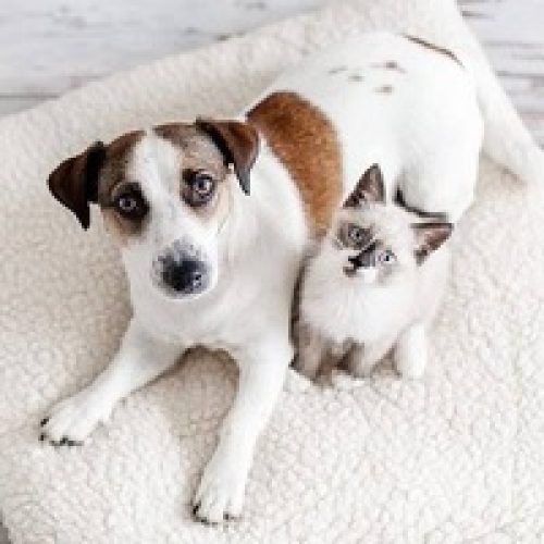 Shopping em Fortaleza realiza neste mês feiras de adoção de pets
