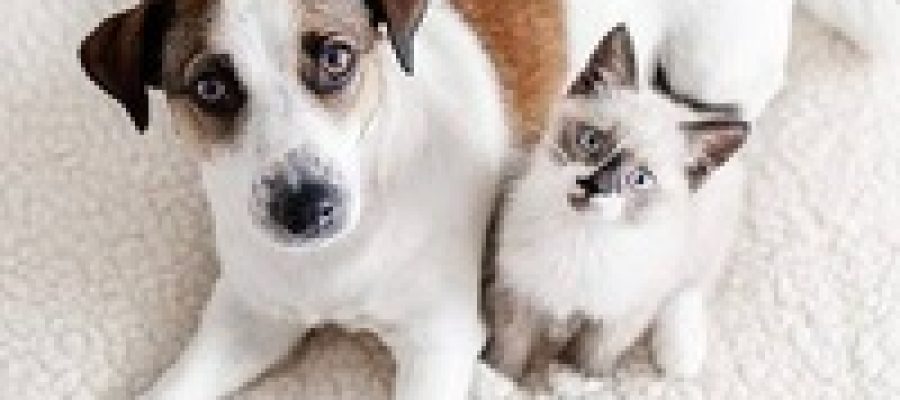 Shopping em Fortaleza realiza neste mês feiras de adoção de pets