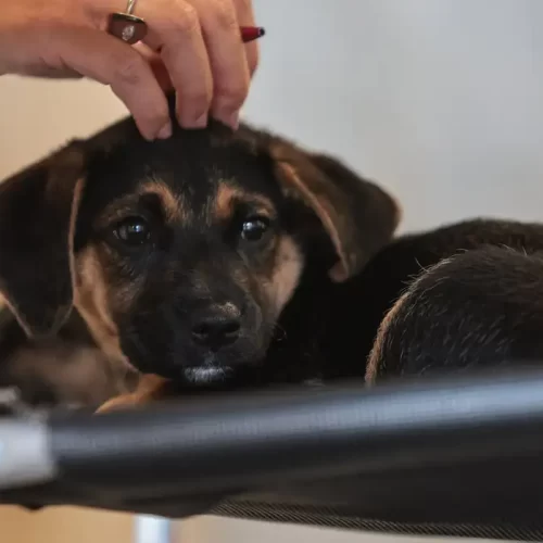 Lei publicada hoje define guarda compartilhada de pets