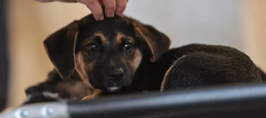 Lei publicada hoje define guarda compartilhada de pets