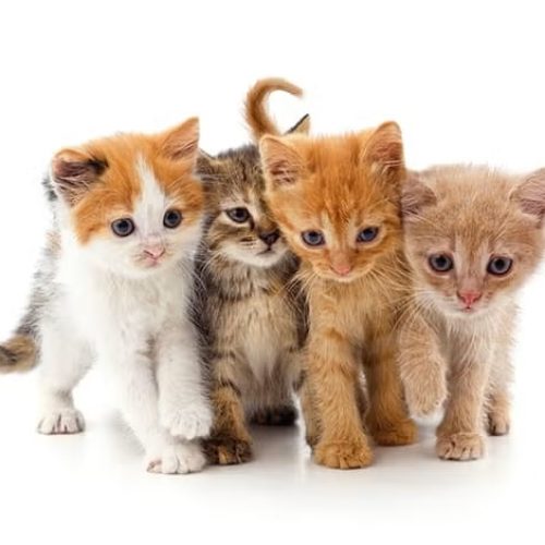 Dia Nacional dos Animais: esporotricose avança e pressiona cidades, mas ciência aponta esperança para gatos