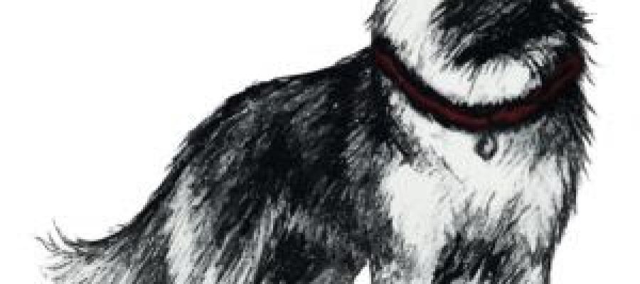 Da emergência à adoção: veterinário relata casos reais e mostra a complexidade da relação de humanos com pets