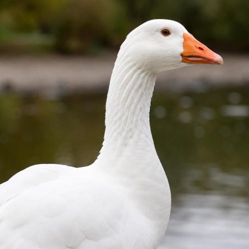 Projeto para banir o cruel foie gras do País está a um passo de vigorar; só falta a sanção de Lula