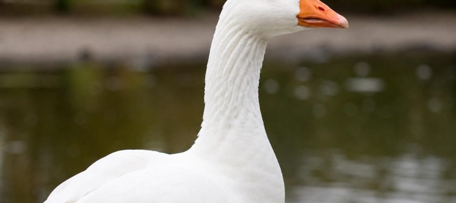 Projeto para banir o cruel foie gras do País está a um passo de vigorar; só falta a sanção de Lula