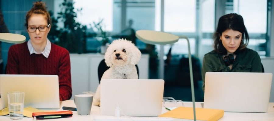 Pets estão ajudando a mudar a cultura das empresas