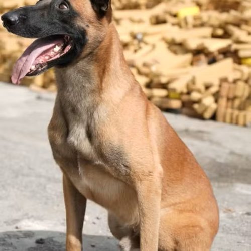 Do G1: “O cachorro pastor-belga-malinois que farejou 48 toneladas de maconha escondidas no Complexo da Maré”