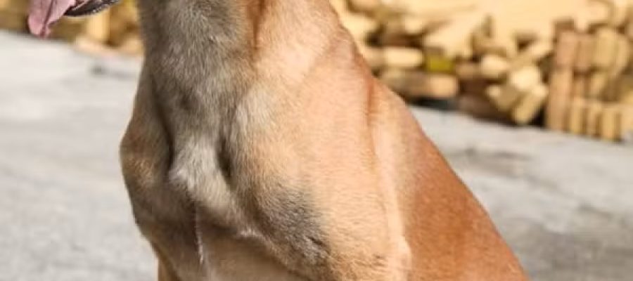 Do G1: “O cachorro pastor-belga-malinois que farejou 48 toneladas de maconha escondidas no Complexo da Maré”